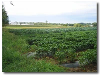 Gee Creek Farm