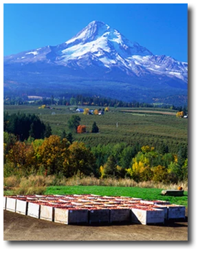 Mt. Hood Organic Farm
