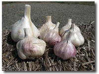 NW Organic Farm