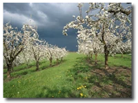 Omega Farm